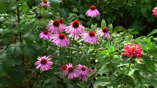 Flowers rain dew