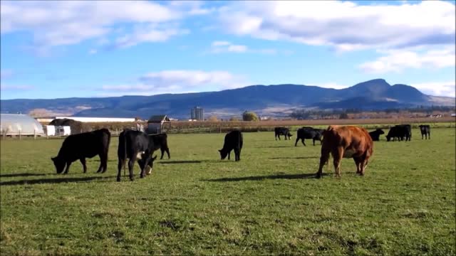 Cow animal farm