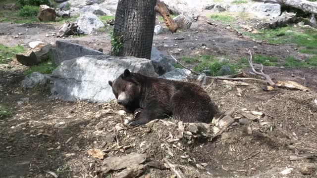 Bear nature sleep