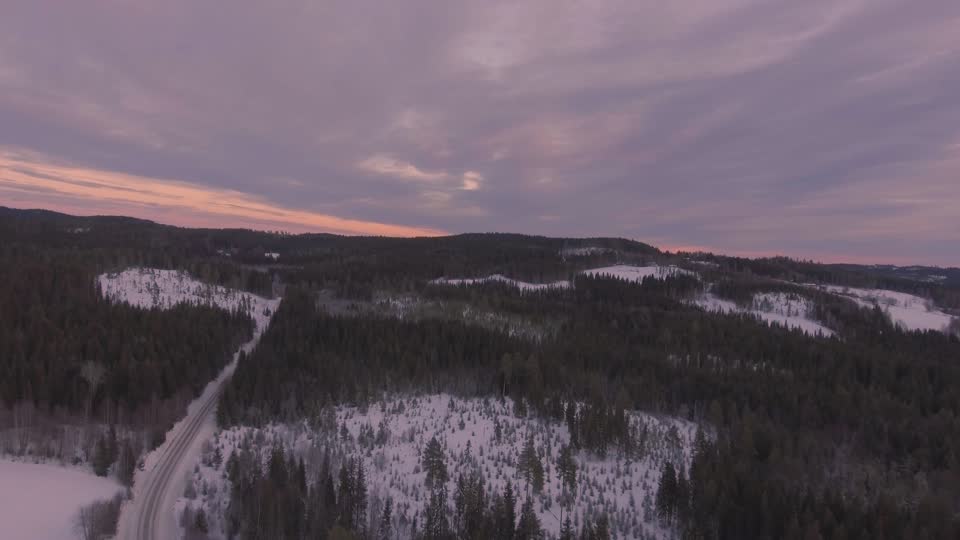 Forest landscape winter