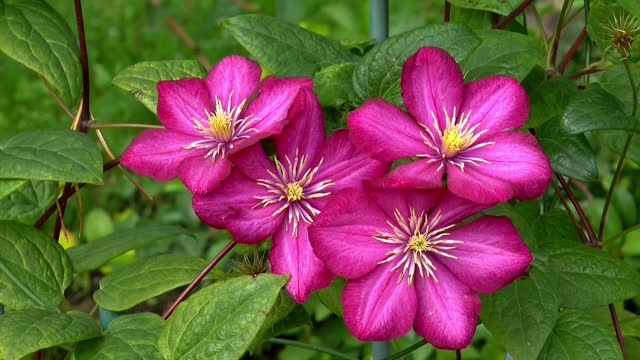 Nature flowers beauty