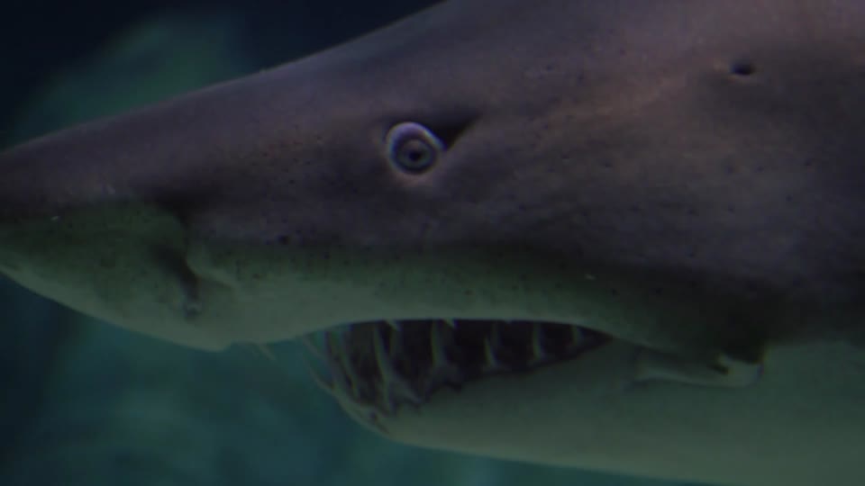 Shark aquarium fish