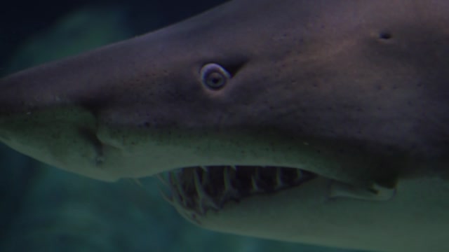 Shark aquarium fish