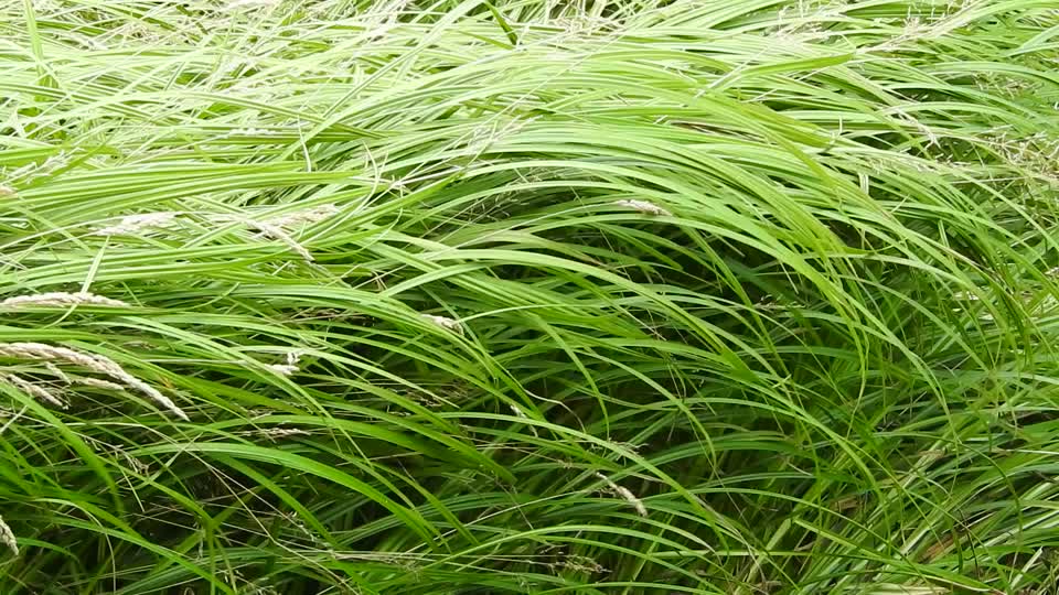 Grass sedge stalks in the wind