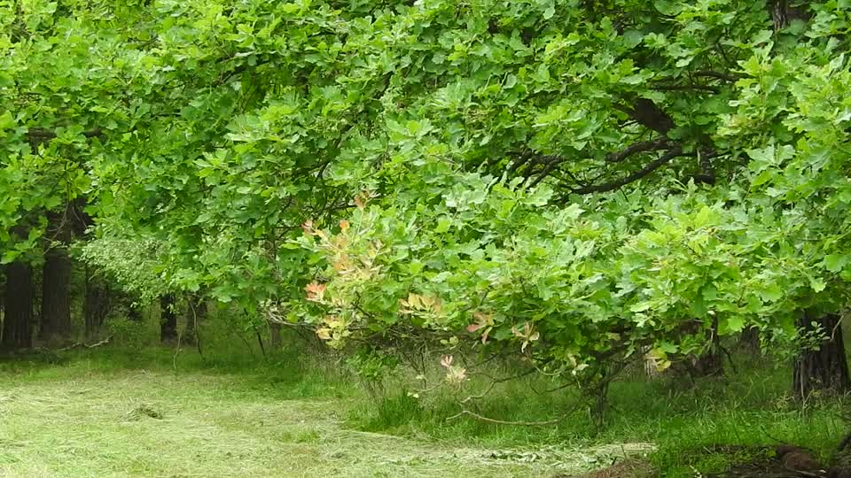 Forest branches effervescent forest