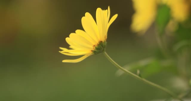 Pyrethrum flower nature