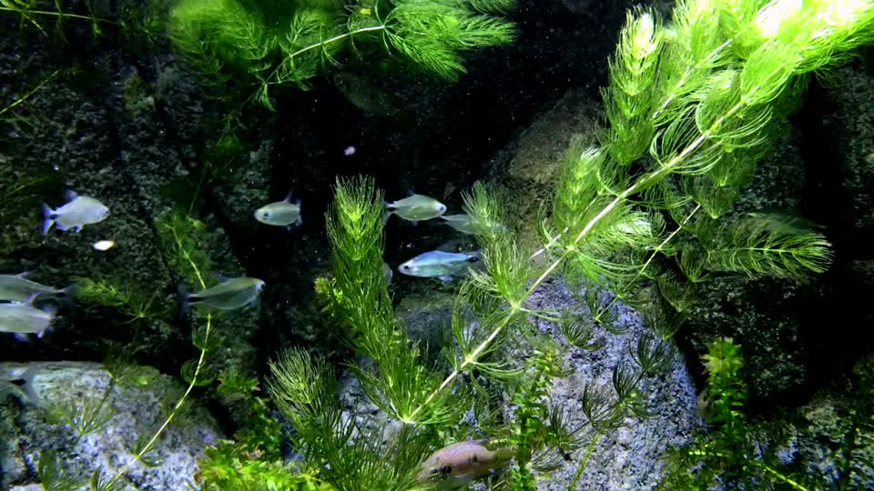 Aquarium fish marine