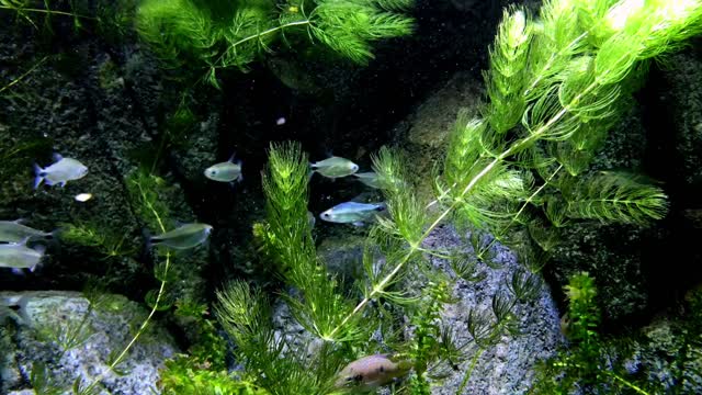 Aquarium fish marine