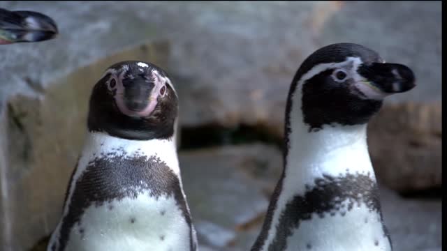 Penguins antarctic zoo