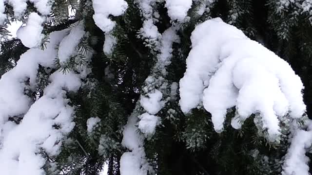 Winter snow trees