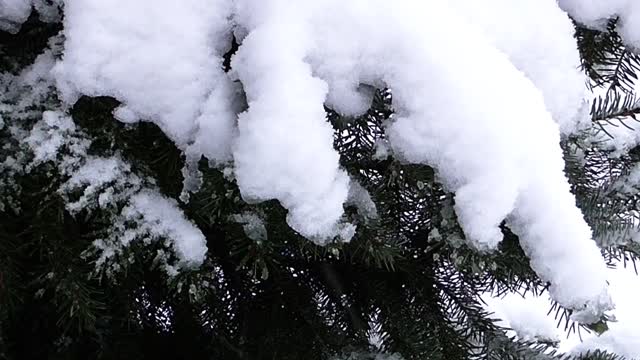 Winter snow frost