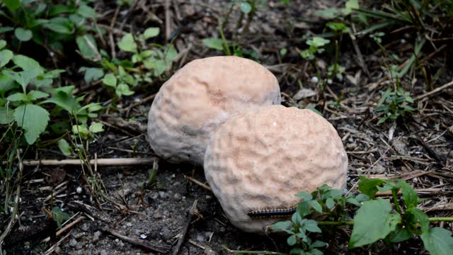 Mushroom millipede insects