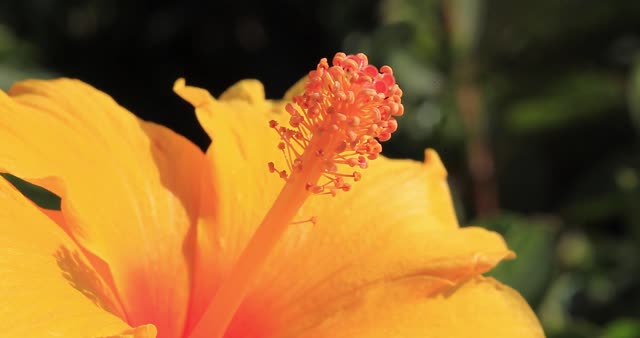 Hibiscus flower macro