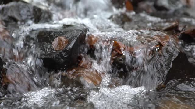 Water forest lapping