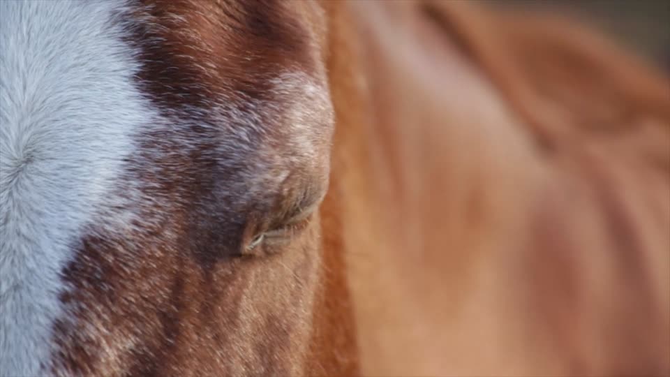 Horse animals head