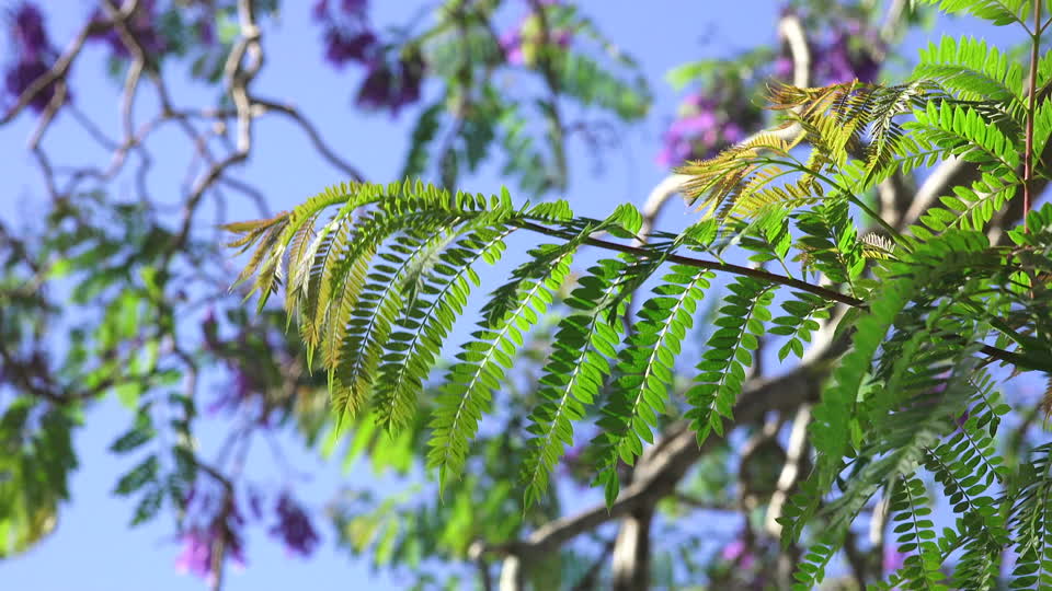 Tree nature australia
