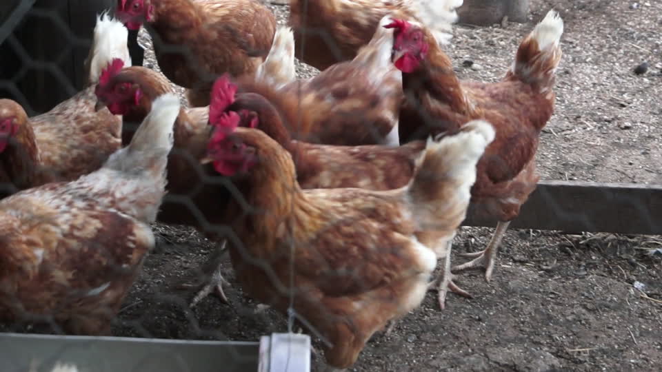 Chickens feeding farm