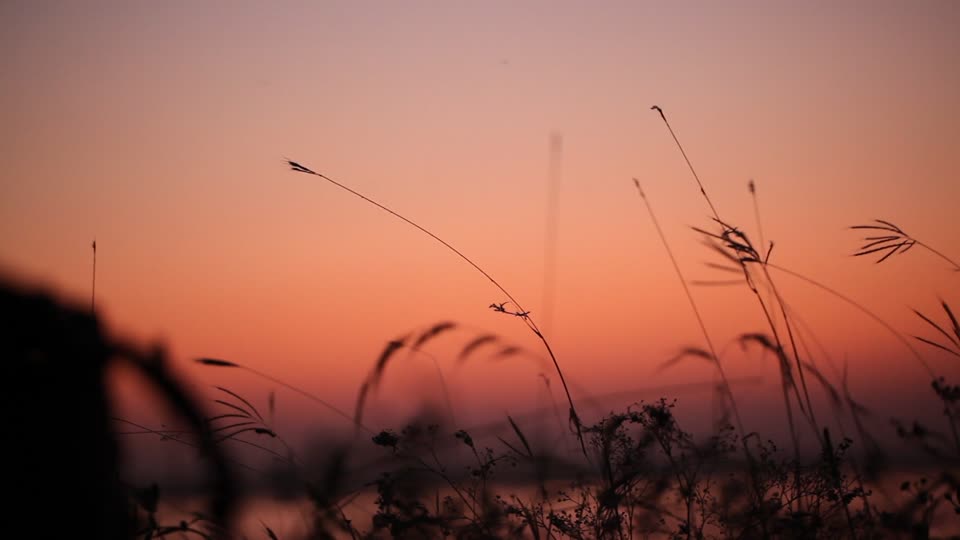 Evening grasses lakeside