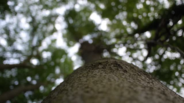 Tree trunk tree green