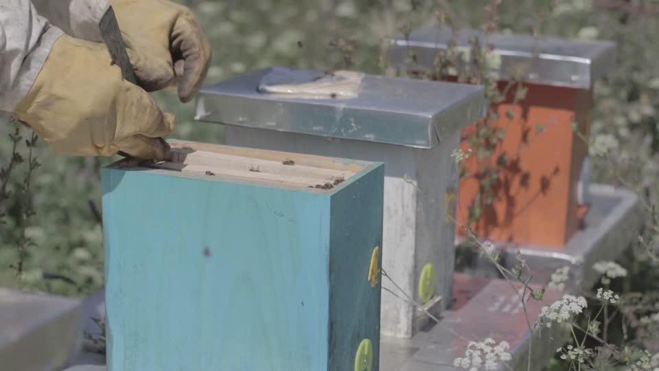 Bees beehive beekeeping