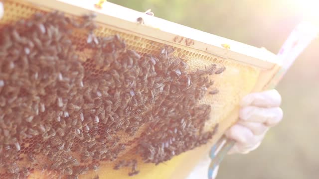 Bees beekeeping brood