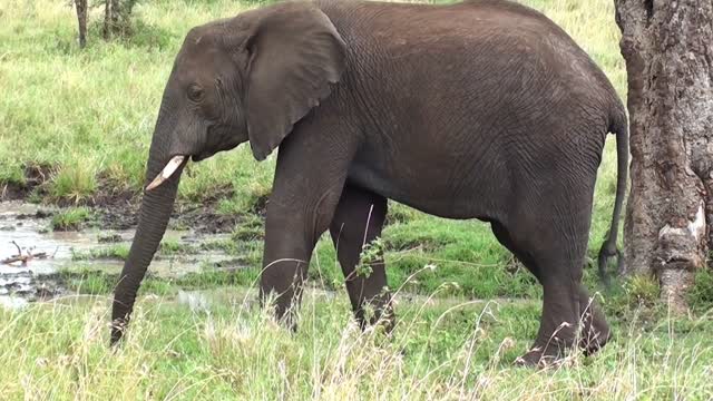 Elephant pachyderm tanzania