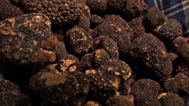 Black truffles langhe dawn