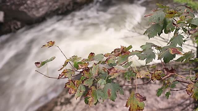 Waterfall leaves fall