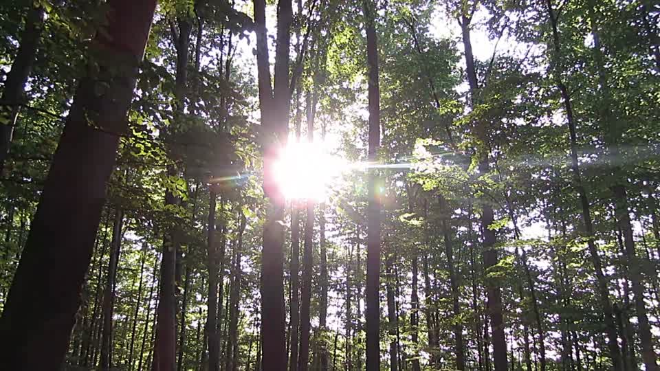 Forest sunbeams quiet