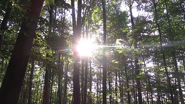 Forest sunbeams quiet