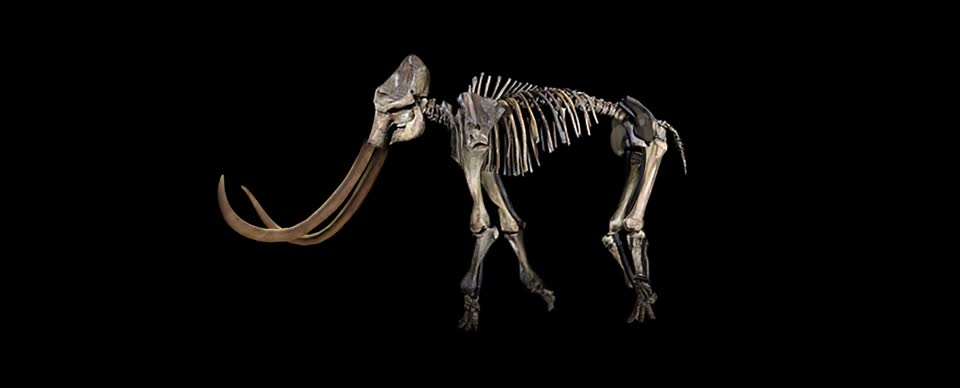 Mammoth skeleton prehistoric