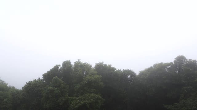 Trees stormy wind