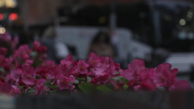 Flowers evening windy