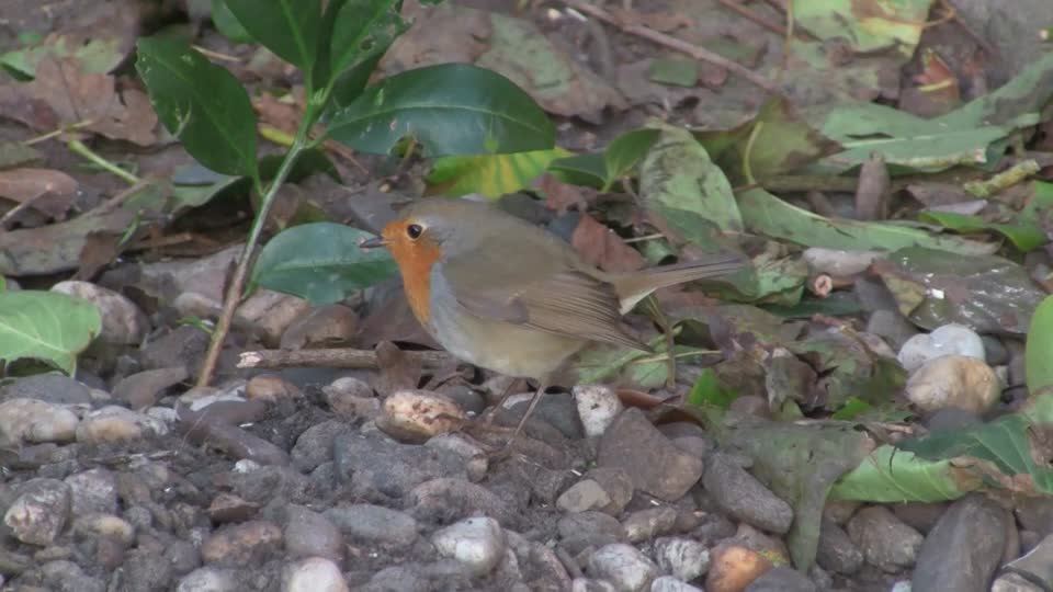 Robin redbreast bird