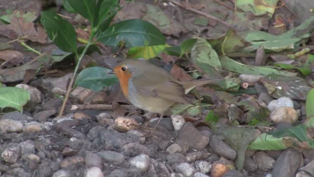 Robin redbreast bird