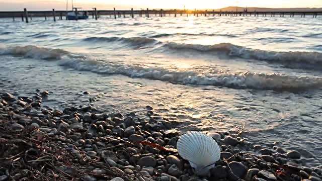 Waves beach shell