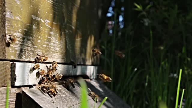 Bees flight beehive