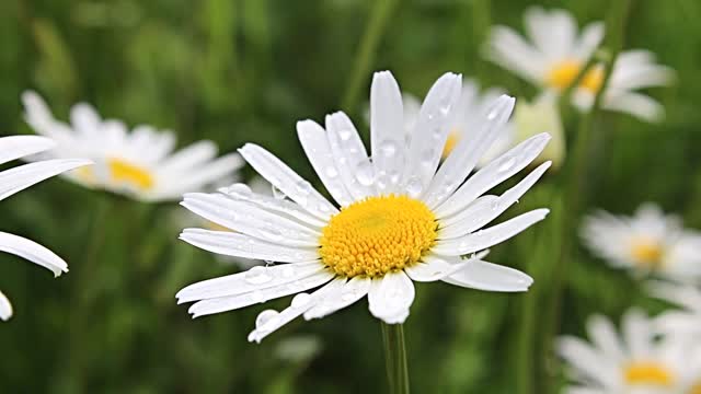 Daisies blossom bloom