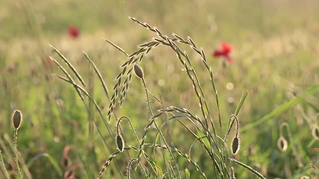 Meadow grasses poppy