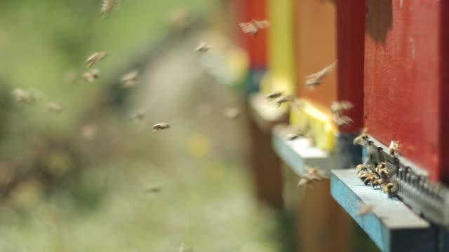 Apiary beekeeping bees