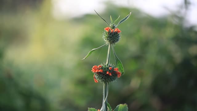 Botany thistle flower