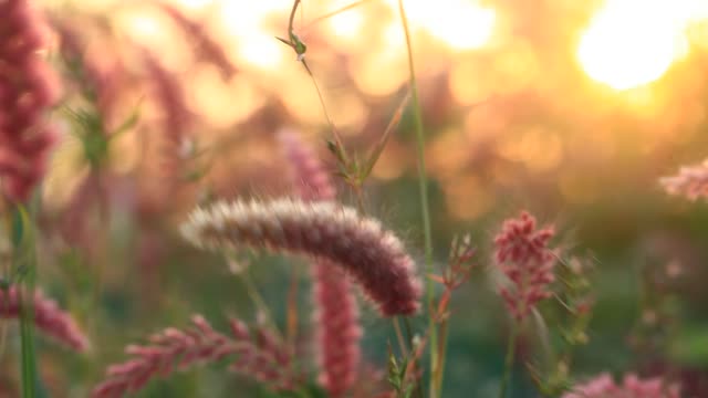 Fountain grass plants grass