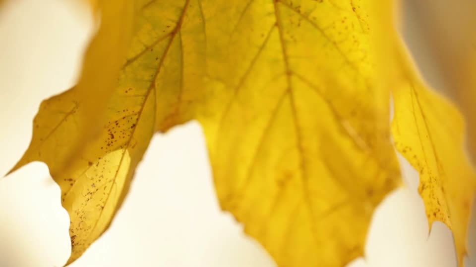 Leaf fall fall leaves