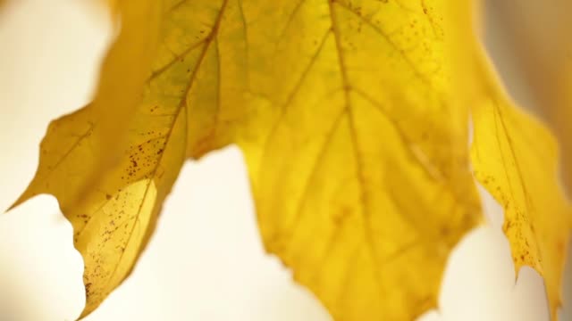 Leaf fall fall leaves