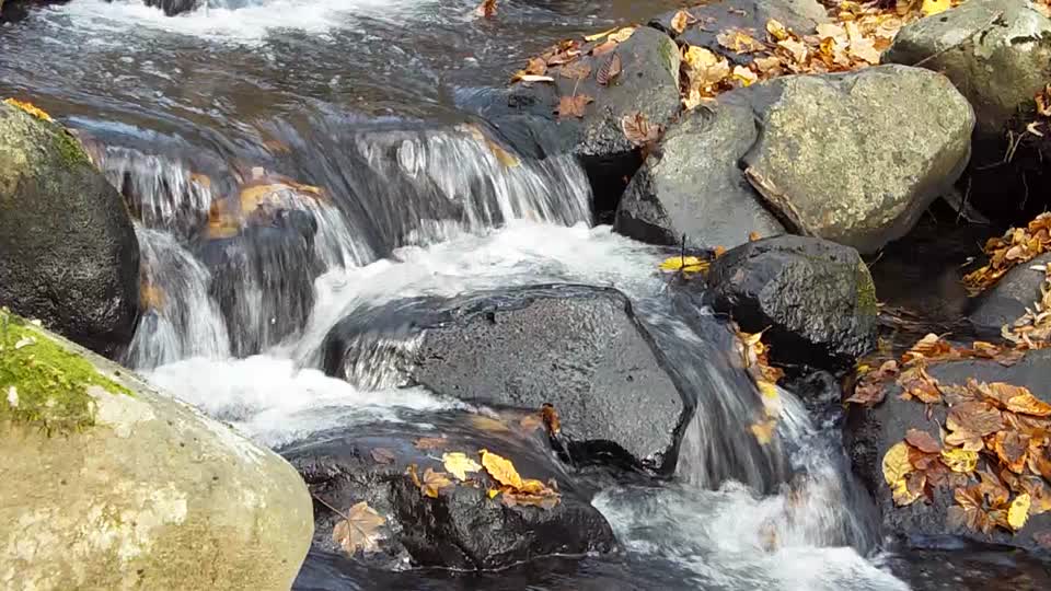 Bene patak water forest