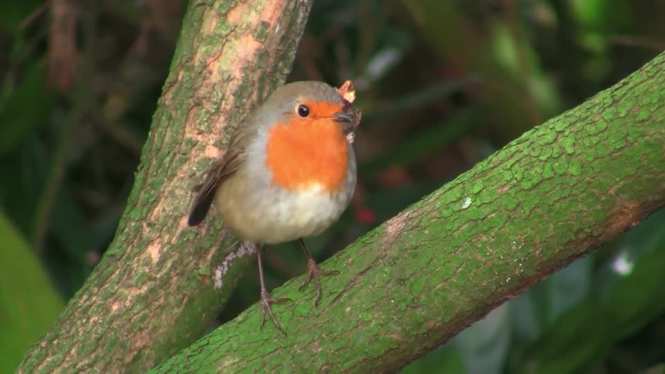 Robin bird redbreast