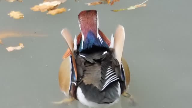 Bird zoo animal