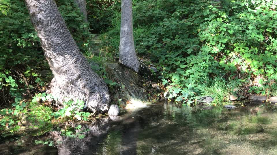 Creek water flowing