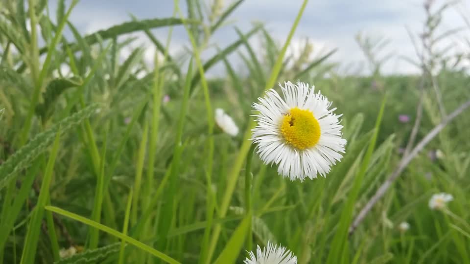 Daisy flowers plant