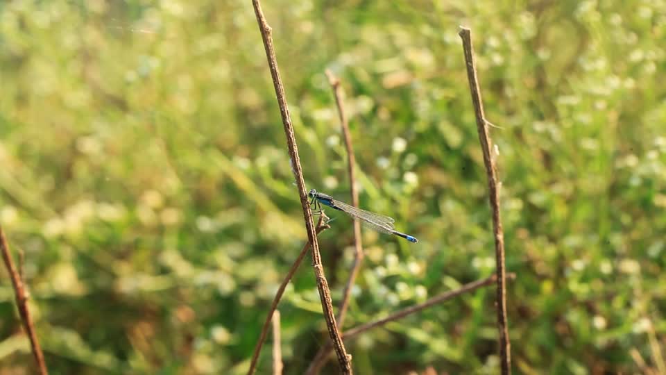 Dragonfly insects odonata